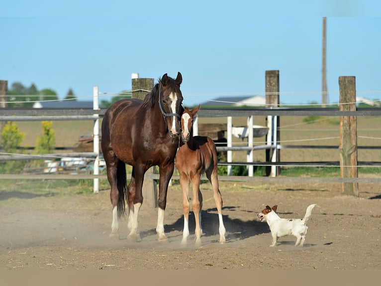 Oldenburg-International (OS) Mare 14 years 16 hh Chestnut in radziejów