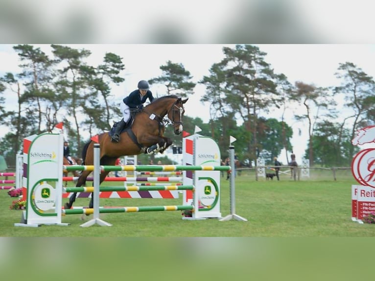 Oldenburg-International (OS) Mare 15 years 16,2 hh Brown in Grossensee