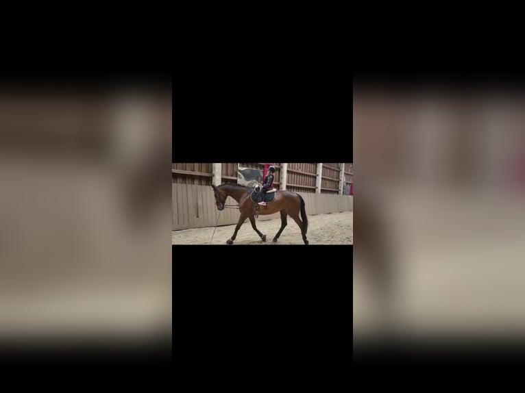 Oldenburg-International (OS) Mare 15 years 16,2 hh Brown in Grossensee