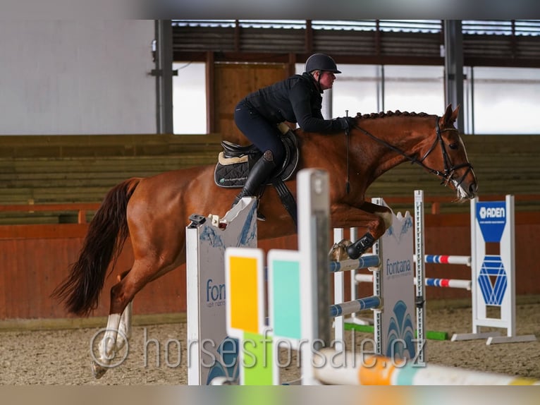 Oldenburg-International (OS) Mare 15 years 16,2 hh Chestnut-Red in Region Prag