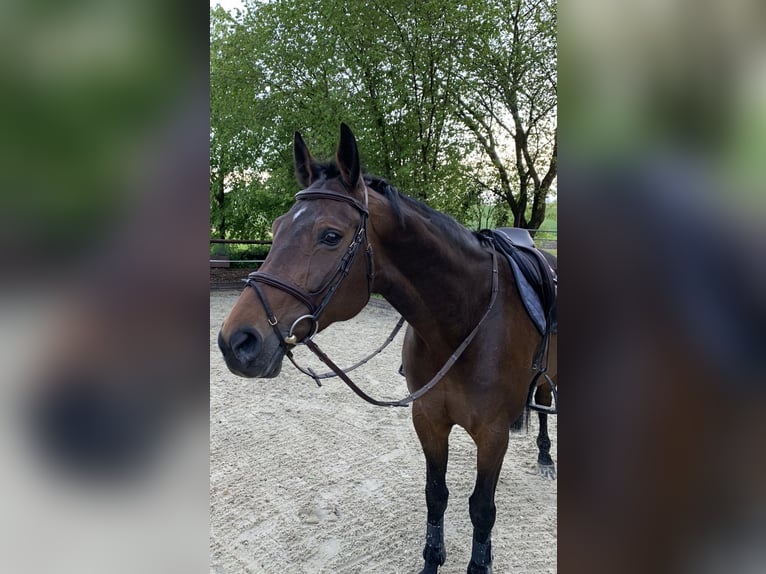 Oldenburg-International (OS) Mare 15 years 16 hh Bay-Dark in Montabaur