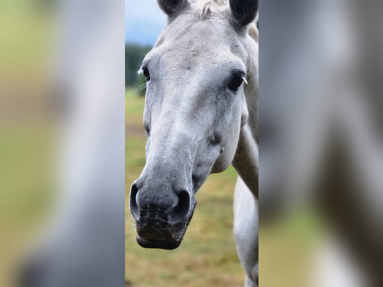 Oldenburg-International (OS) Mare 16 years 16,1 hh Gray-Fleabitten in Bad oldesloe