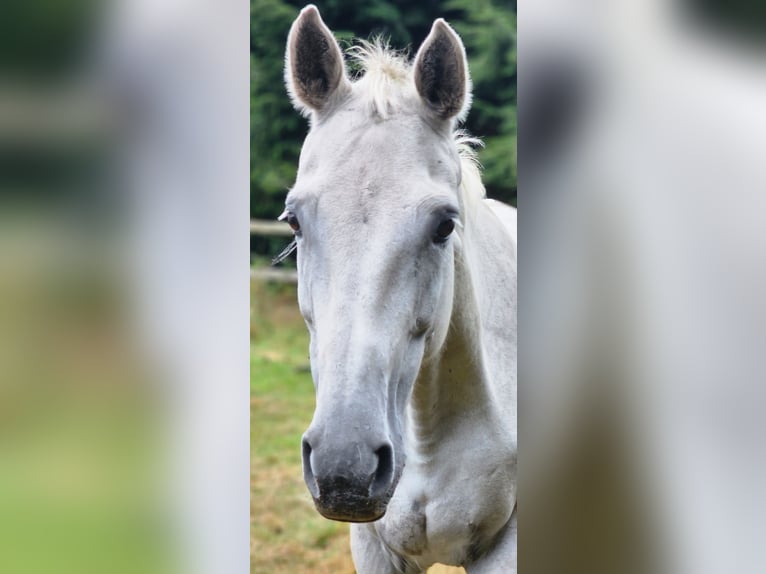 Oldenburg-International (OS) Mare 16 years 16,1 hh Gray-Fleabitten in Bad oldesloe