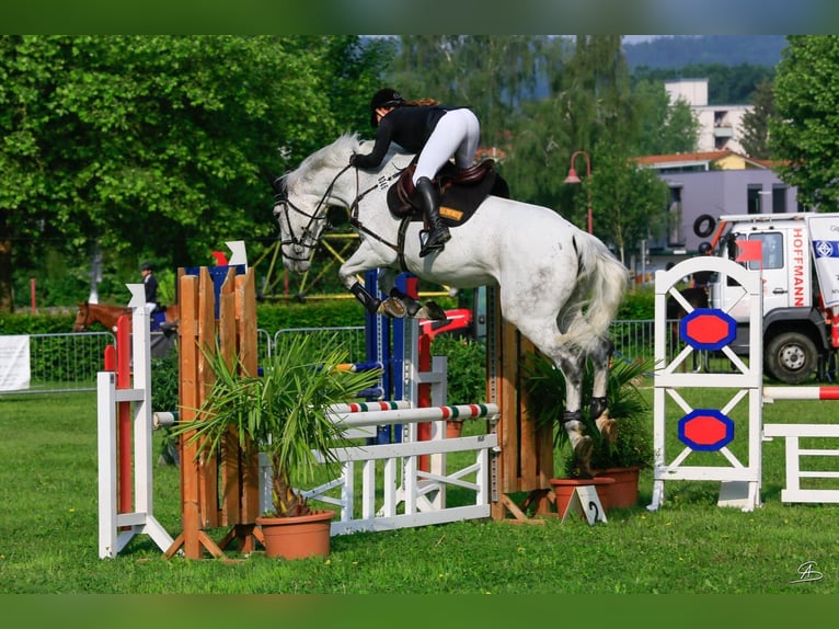 Oldenburg-International (OS) Mare 16 years 16,2 hh Gray in Rickenbach