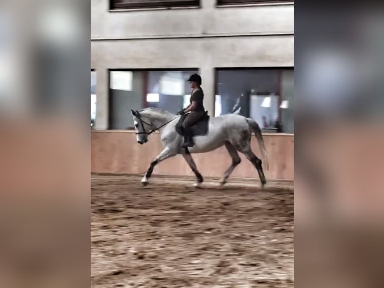 Oldenburg-International (OS) Mare 16 years 16,2 hh Gray in Rickenbach