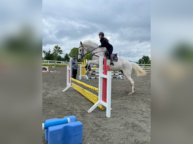 Oldenburg-International (OS) Mare 16 years 16,2 hh Gray in Rickenbach