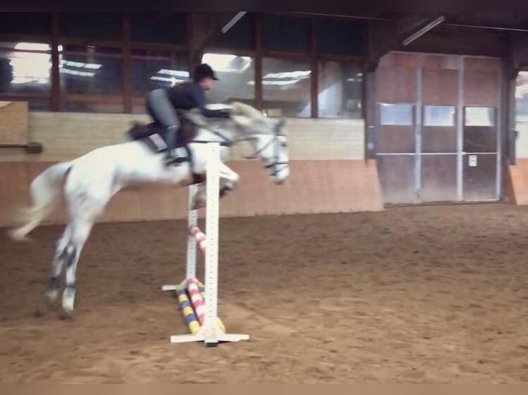 Oldenburg-International (OS) Mare 16 years 16,2 hh Gray in Rickenbach