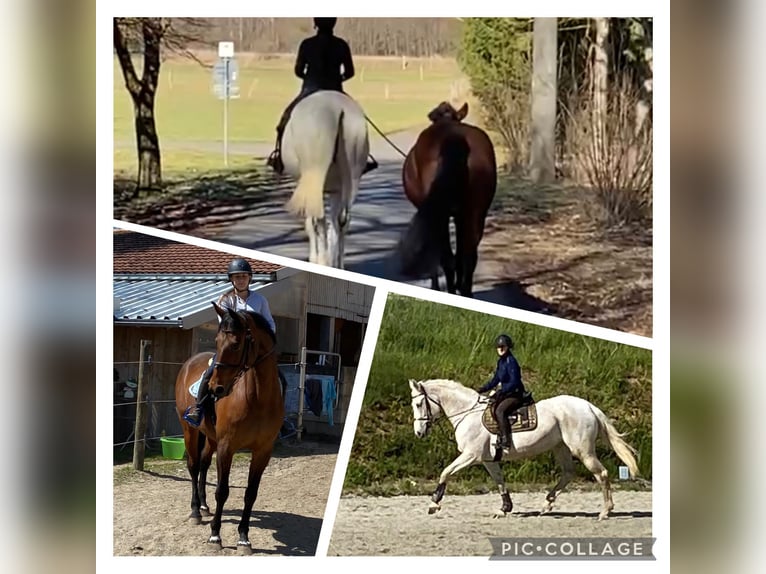 Oldenburg-International (OS) Mare 16 years 16,2 hh Gray in Rickenbach