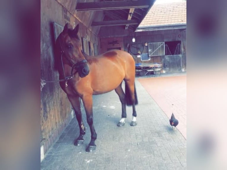 Oldenburg-International (OS) Mare 18 years 16 hh Brown in Oldenburg