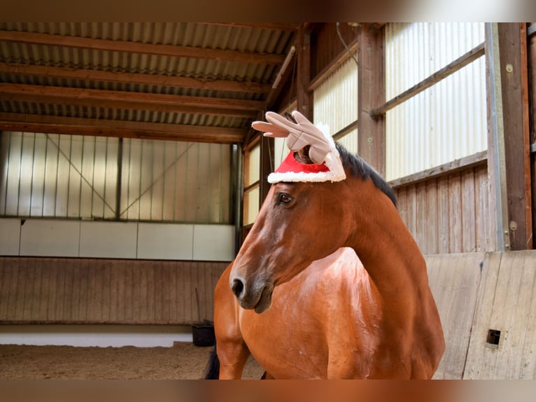 Oldenburg-International (OS) Mare 18 years 17 hh Brown in Ludwigsburg