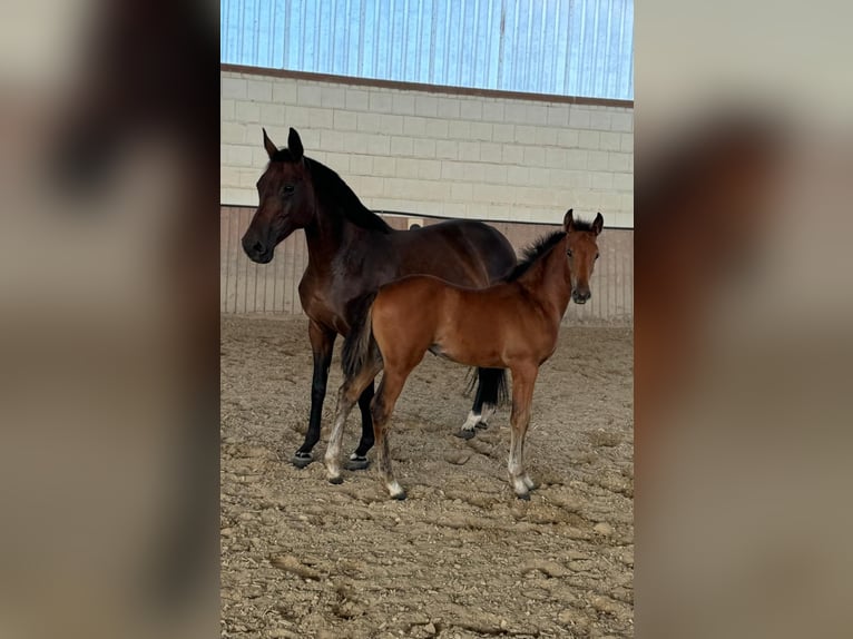 Oldenburg-International (OS) Mare 1 year Brown in Niddatal