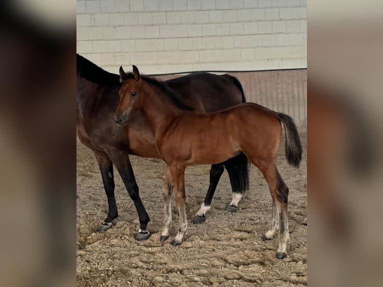 Oldenburg-International (OS) Mare 1 year Brown in Niddatal