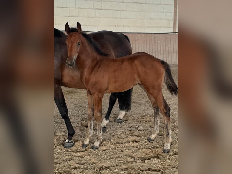 Oldenburg-International (OS) Mare 1 year Brown in Niddatal