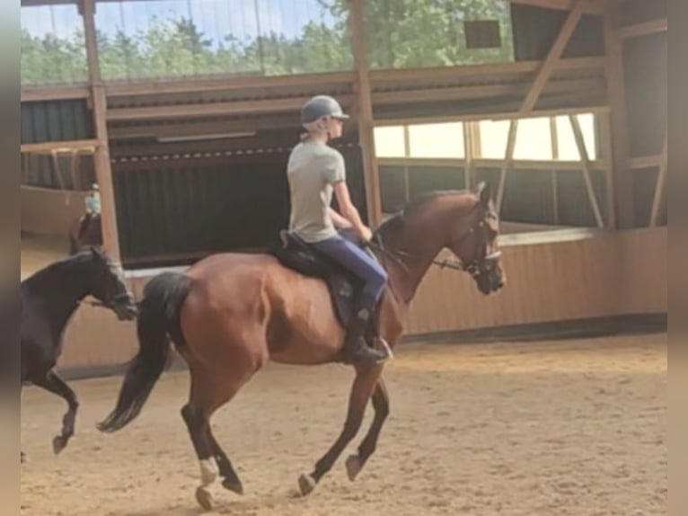 Oldenburg-International (OS) Mare 20 years 16 hh Brown in Petershagen