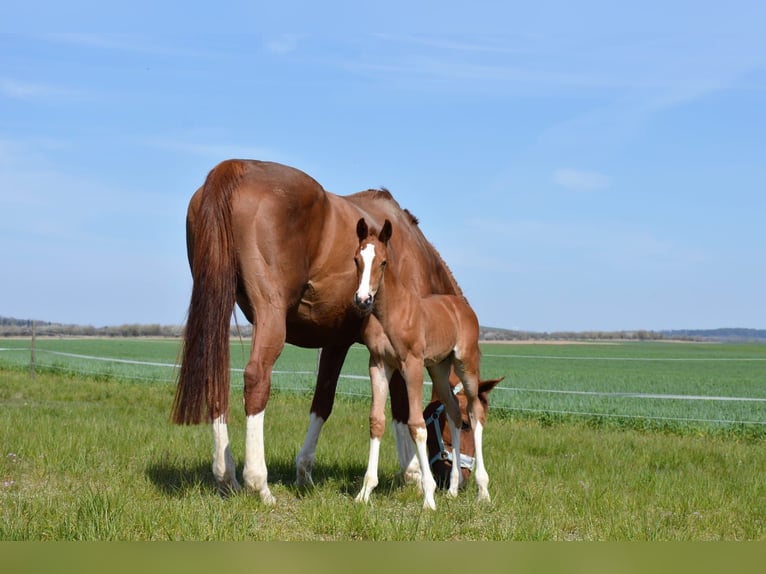 Oldenburg-International (OS) Mare 20 years 17 hh Chestnut-Red in Derwitz