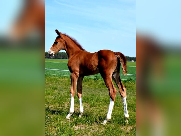 Oldenburg-International (OS) Mare 20 years 17 hh Chestnut-Red in Derwitz