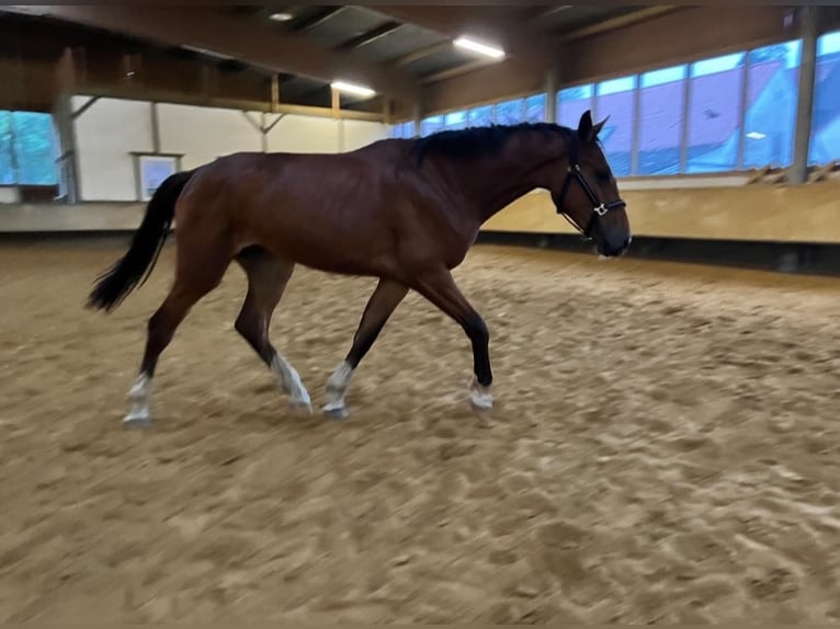 Oldenburg-International (OS) Mare 2 years 16,2 hh Brown in Bottrop