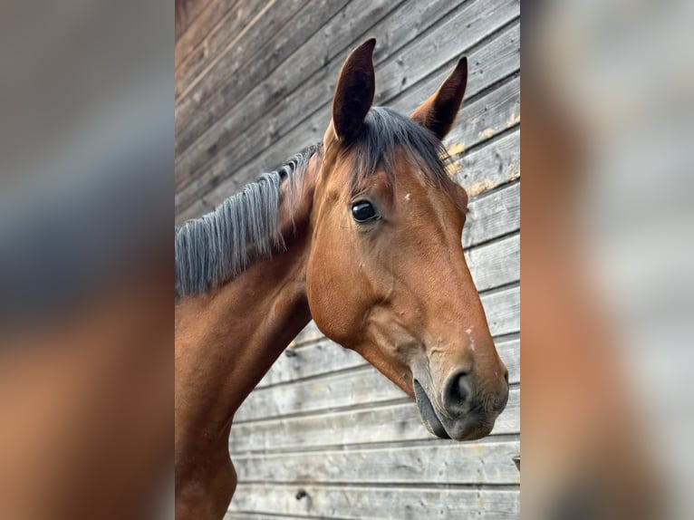 Oldenburg-International (OS) Mare 2 years 16,3 hh Brown in Dietfurt an der Altmühl