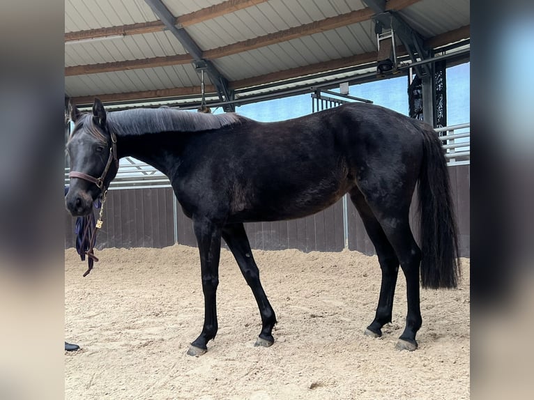 Oldenburg-International (OS) Mare 3 years 14,3 hh Brown in Soumagne