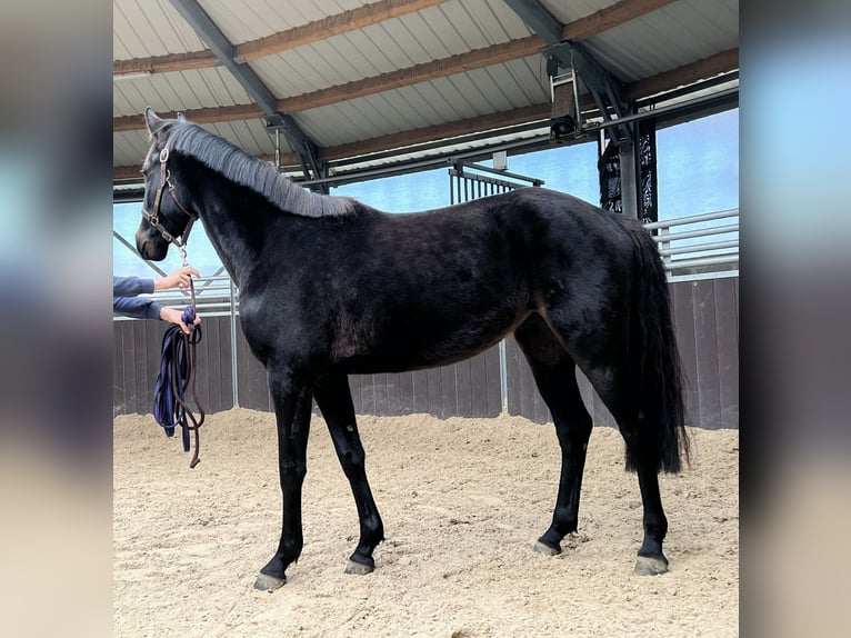 Oldenburg-International (OS) Mare 3 years 14,3 hh Brown in Soumagne