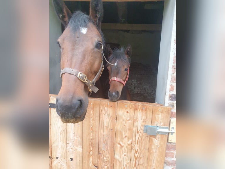 Oldenburg-International (OS) Mare 3 years 16 hh Brown in Borgentreich