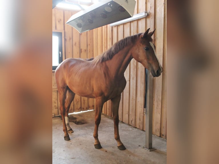 Oldenburg-International (OS) Mare 3 years 16 hh Chestnut-Red in Versmold