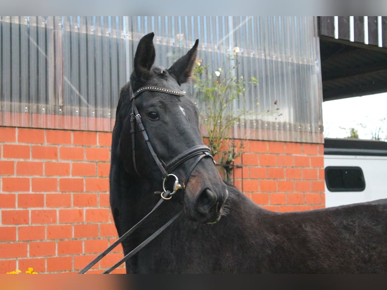 Oldenburg-International (OS) Mare 3 years 17 hh Smoky-Black in Nortrup