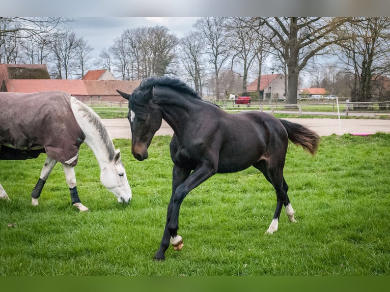 Oldenburg-International (OS) Mare 4 years 16,1 hh Black in Bohmte