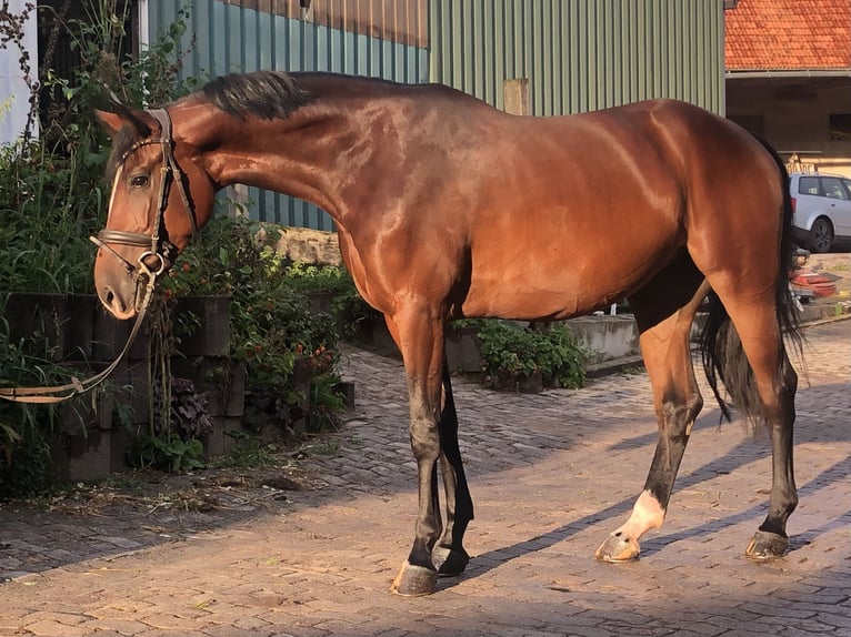 Oldenburg-International (OS) Mare 4 years 16,1 hh Brown in Hiddenhausen