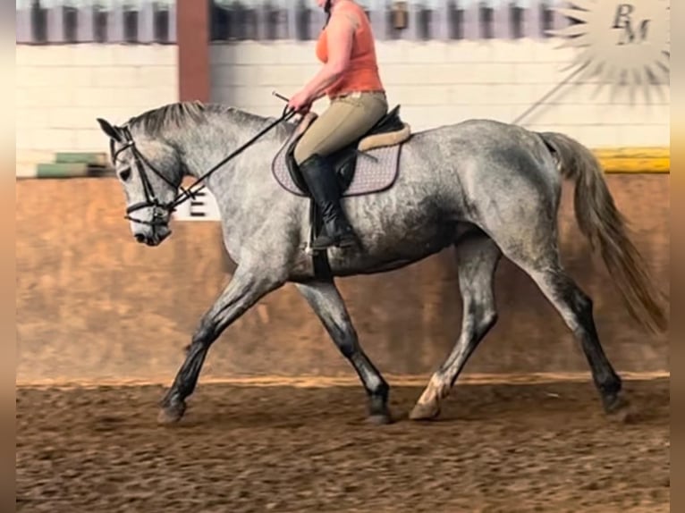 Oldenburg-International (OS) Mare 4 years 16,1 hh Gray in Westerstede
