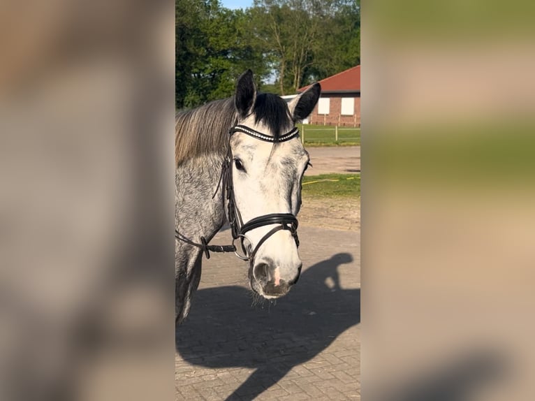 Oldenburg-International (OS) Mare 4 years 16,1 hh Gray in Westerstede