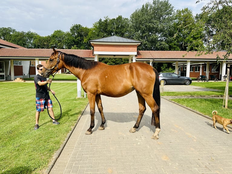 Oldenburg-International (OS) Mare 4 years Brown in Zülpich