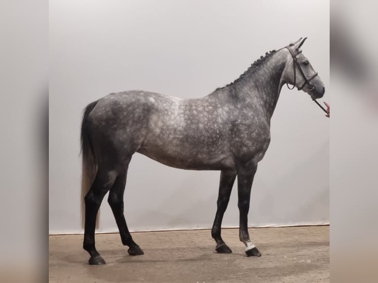 Oldenburg-International (OS) Mare 5 years 15,2 hh Gray in Wettrup