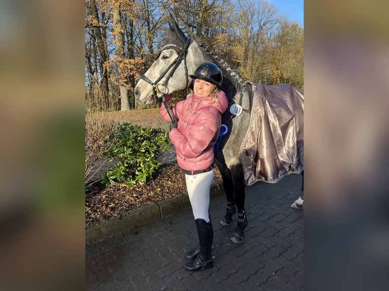 Oldenburg-International (OS) Mare 5 years 15,3 hh Can be white in Diekhusen-Fahrstedt