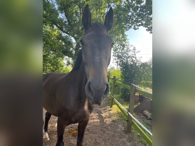 Oldenburg-International (OS) Mare 5 years 16,1 hh Bay-Dark in Damme