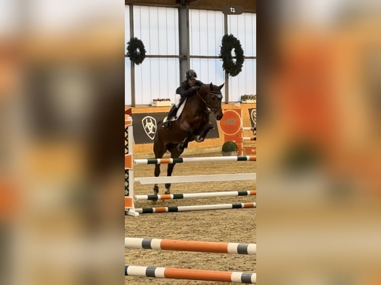 Oldenburg-International (OS) Mare 5 years 16,1 hh Brown in Lilienthal