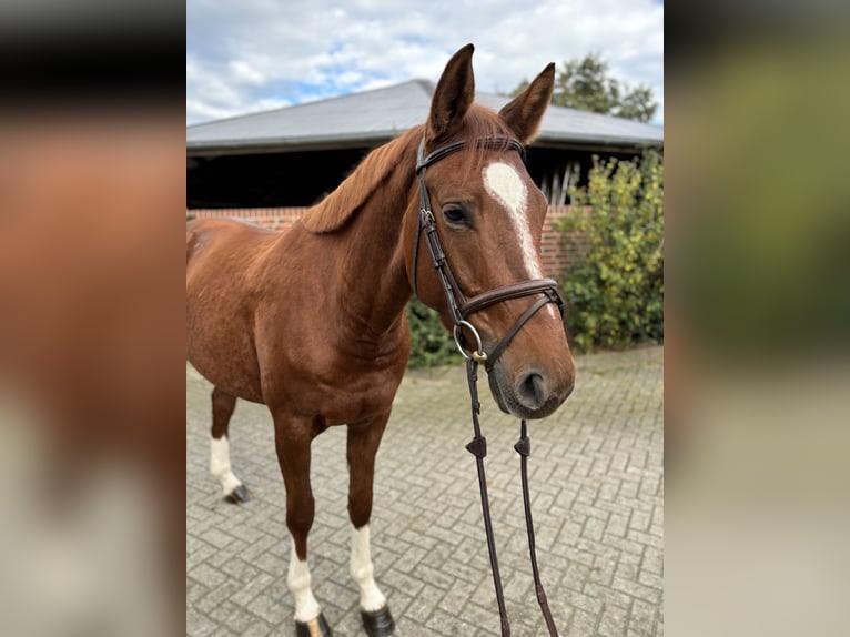 Oldenburg-International (OS) Mare 5 years 16,1 hh Chestnut-Red in Nettetal