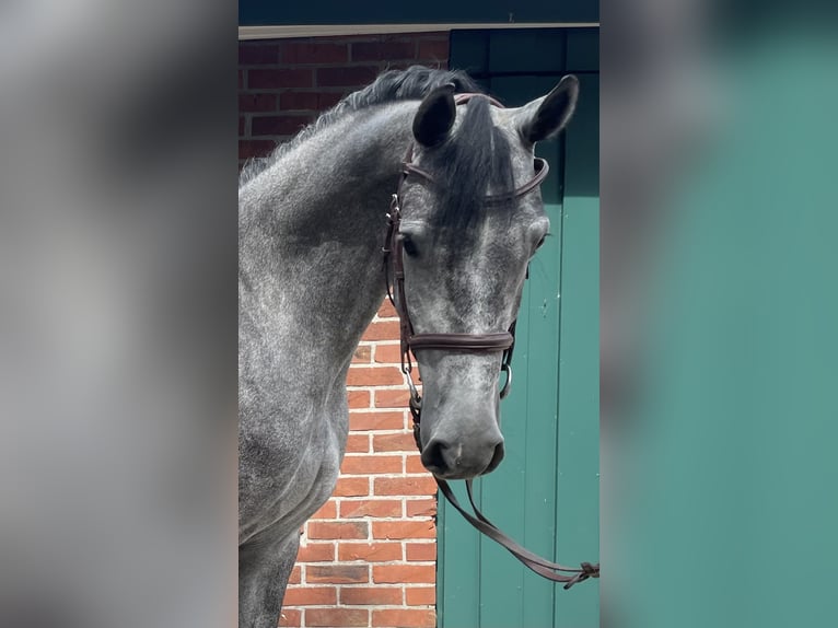 Oldenburg-International (OS) Mare 5 years 16,1 hh Gray-Dapple in Fredenbeck