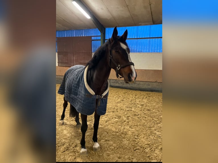 Oldenburg-International (OS) Mare 5 years 16,2 hh Bay-Dark in Versmold