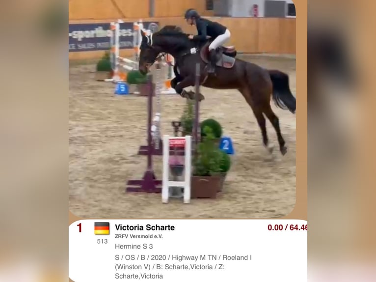 Oldenburg-International (OS) Mare 5 years 16,2 hh Bay-Dark in Versmold