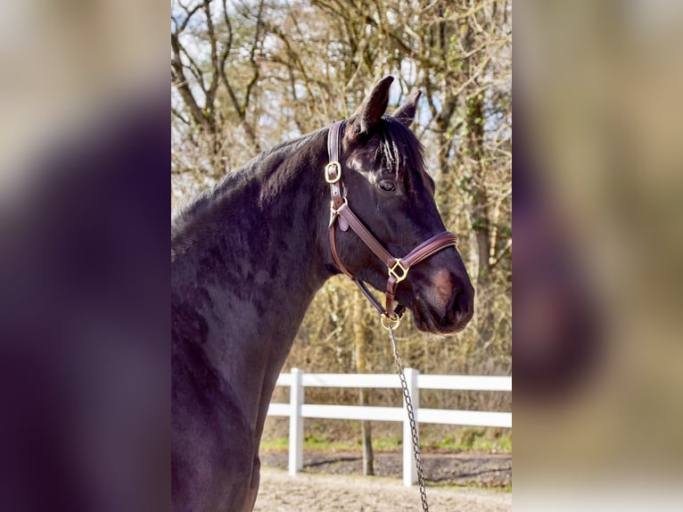Oldenburg-International (OS) Mare 5 years 16,2 hh Black in Perl