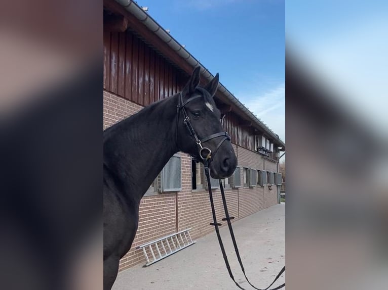 Oldenburg-International (OS) Mare 5 years 16,2 hh Black in Viöl