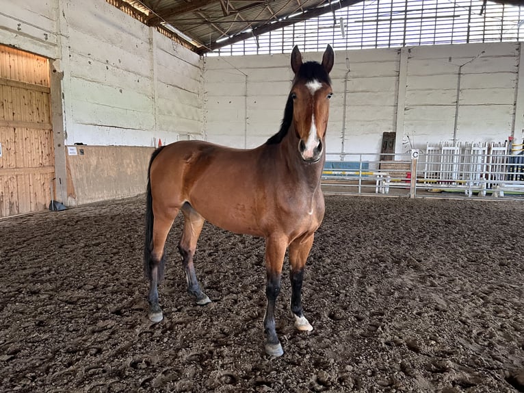 Oldenburg-International (OS) Mare 5 years 16,2 hh Brown in Dallgow-Döberitz