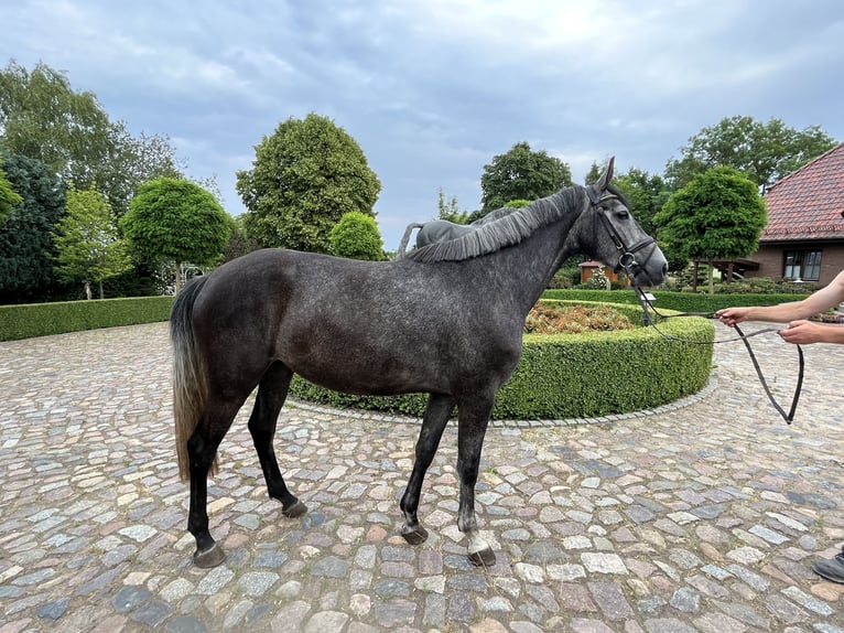 Oldenburg-International (OS) Mare 5 years 16,2 hh Gray in Satow