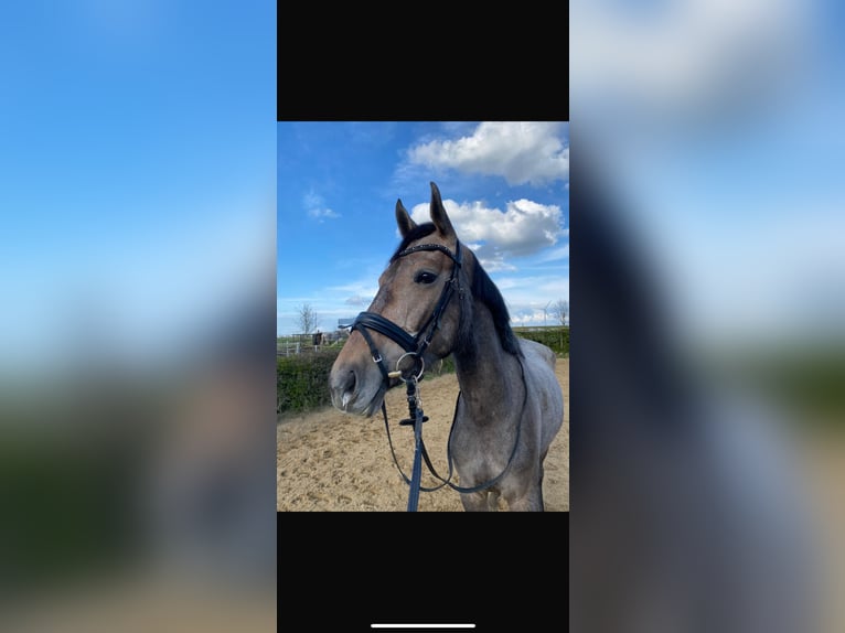 Oldenburg-International (OS) Mare 5 years 16,2 hh Gray in Wietzen