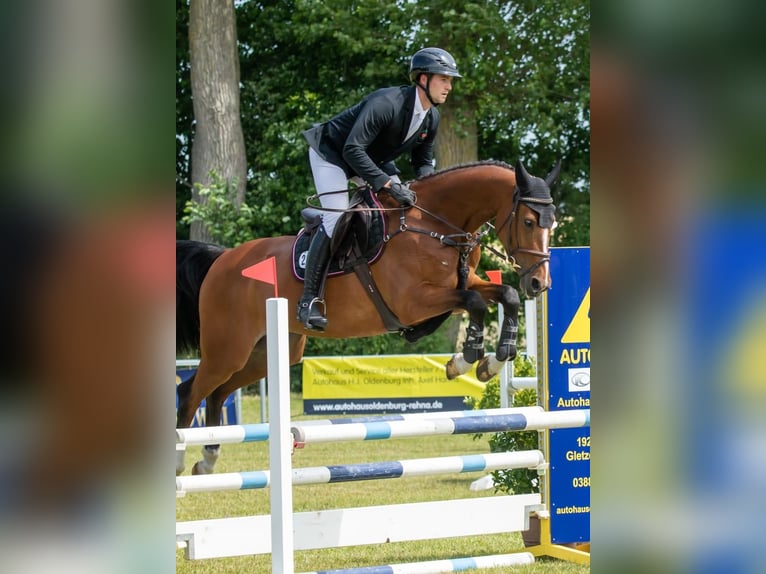 Oldenburg-International (OS) Mare 5 years 16 hh Brown in Hohen Wieschendorf