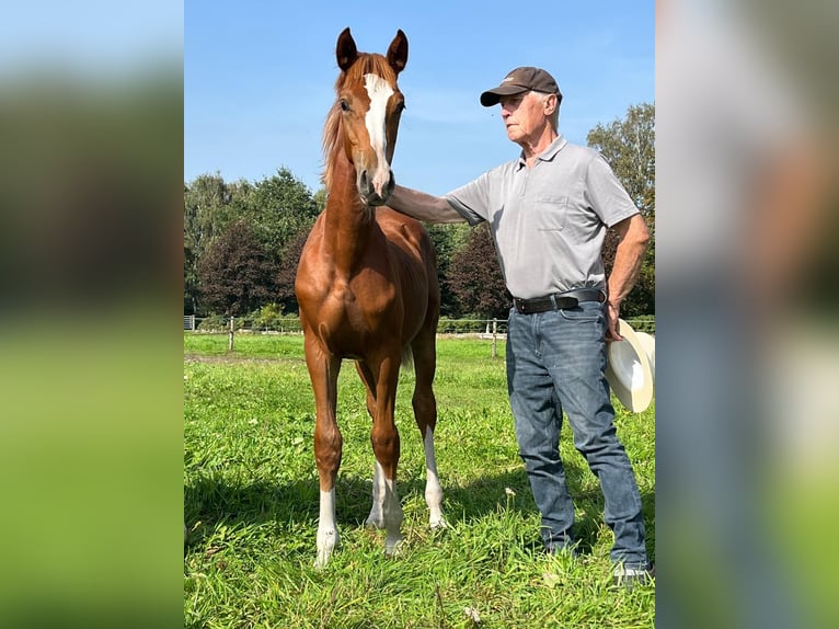 Oldenburg-International (OS) Mare 5 years 16 hh Chestnut-Red in Hude (Oldenburg)