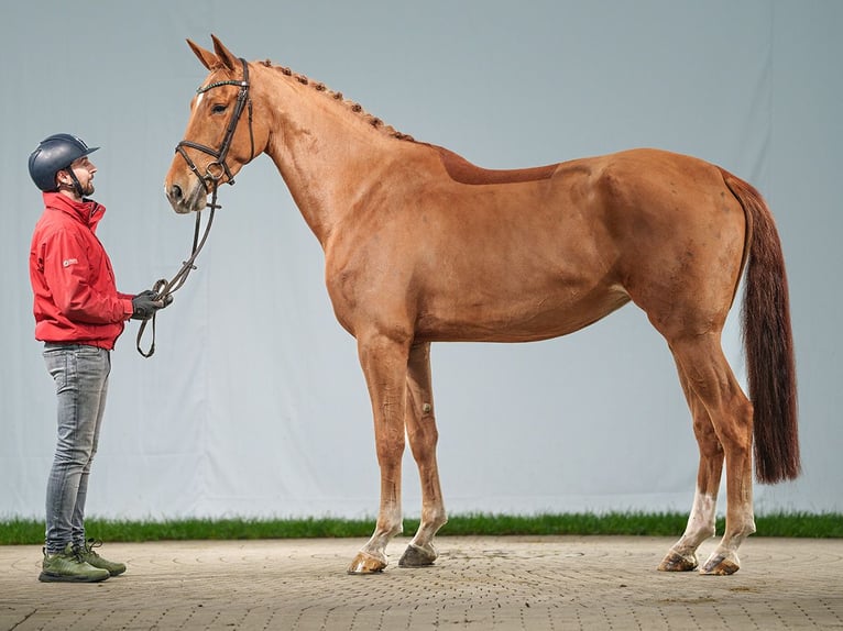 Oldenburg-International (OS) Mare 5 years 17,1 hh Chestnut-Red in Münster-Handorf