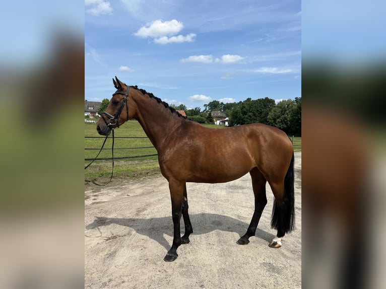 Oldenburg-International (OS) Mare 6 years 15,2 hh Brown in Visselhövede