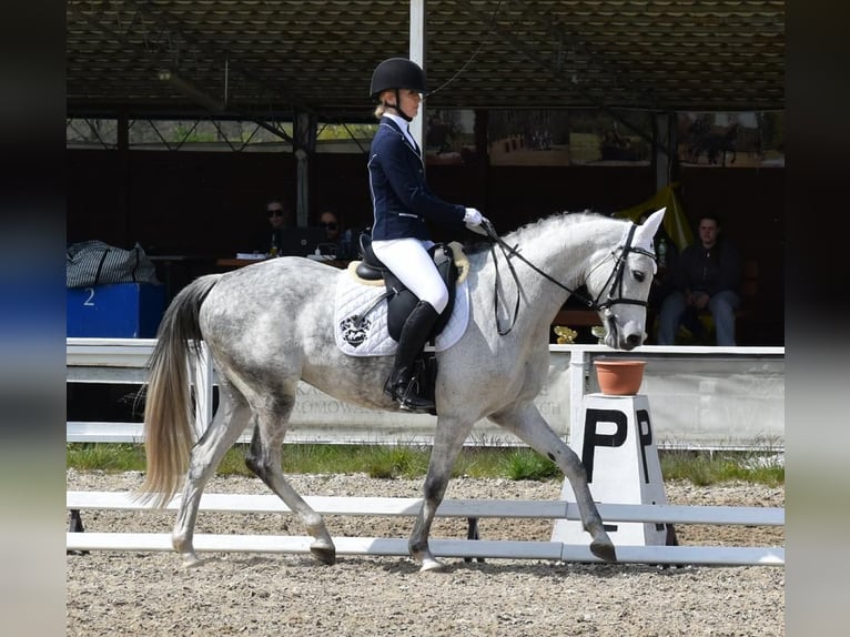 Oldenburg-International (OS) Mare 6 years 15,2 hh Gray in Wysin